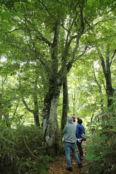 東洋学園大学_自然環境論_白神山地での自然体験