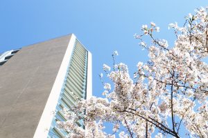 1号館裏の桜